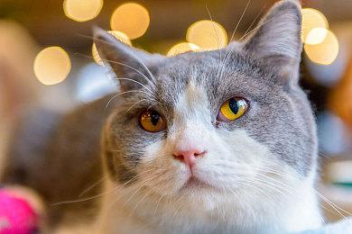 《巫师3》次世代更新后 CDPR正调查四大问题